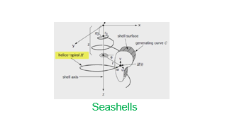 Seashells preview